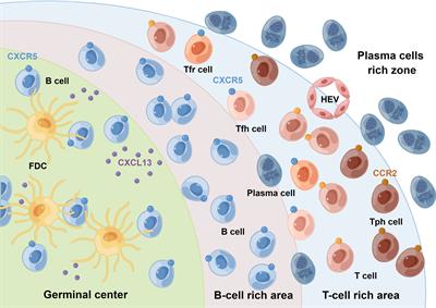 Frontiers | T Peripheral Helper Cells In Autoimmune Diseases: What Do ...